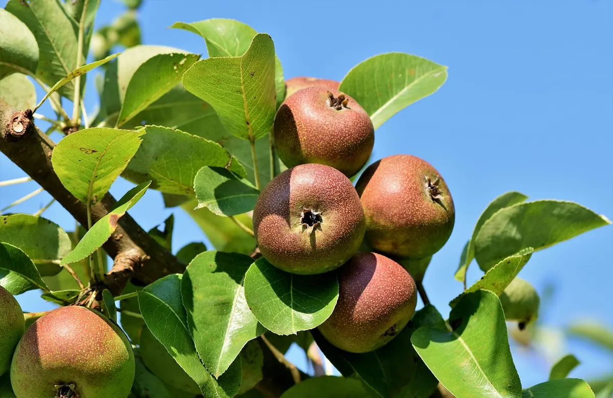 Apple Tree Pruning: Winter vs Summer Cuts Compared