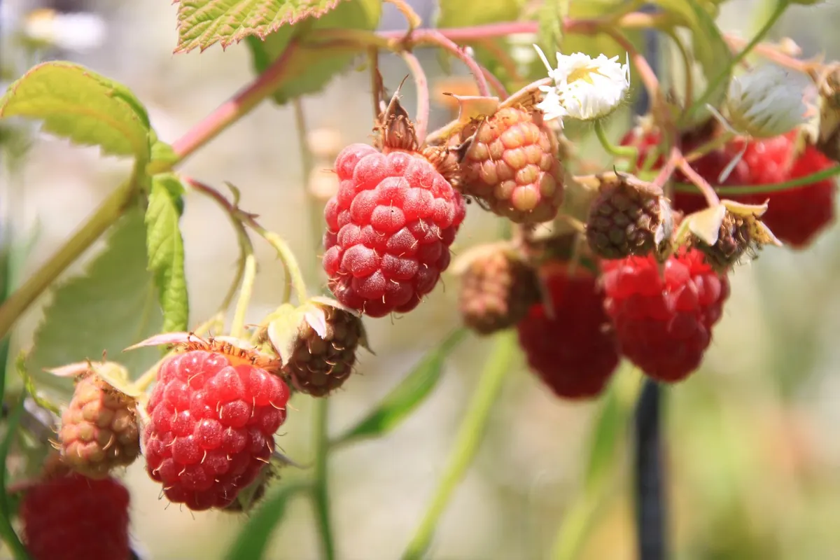 Common Mistakes When Feeding Raspberry Canes