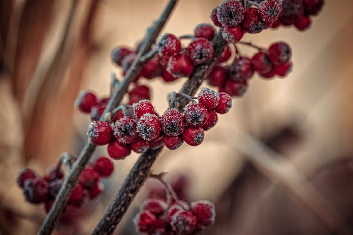 Freezing Soft Fruit: A Checklist for UK Gardeners
