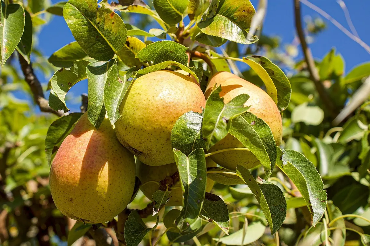 How to Tell When Pears Are Ripe Without Picking Them Too Early