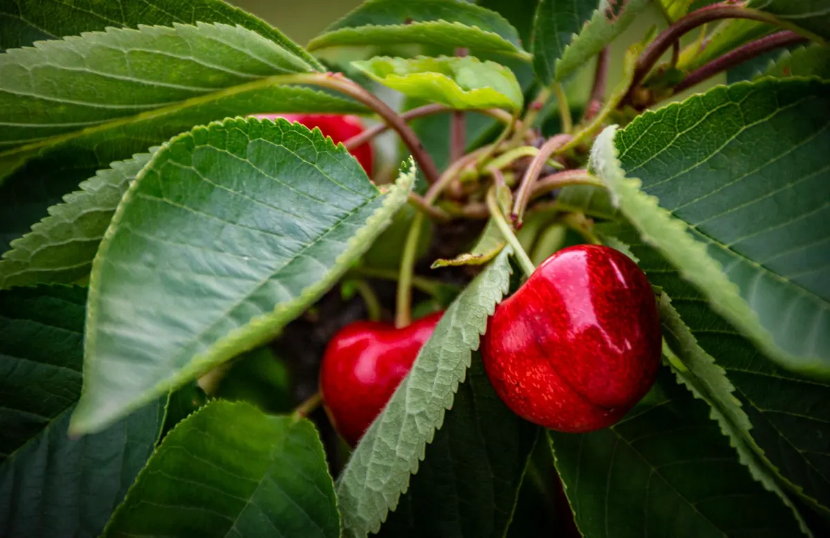 Sweet vs Sour Cherries: Which Cherry Varieties Suit UK Gardens?